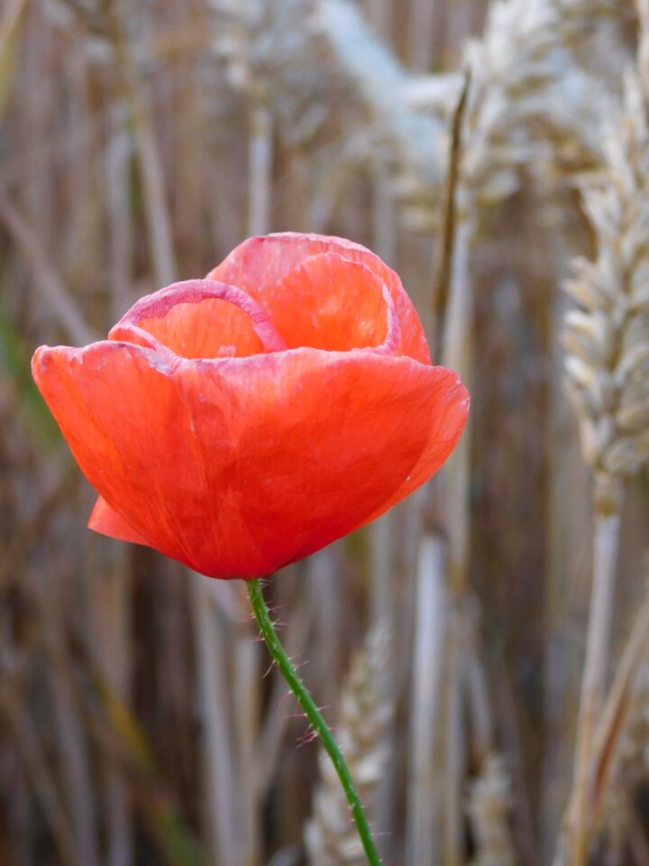 Field klatschmohn red poppy