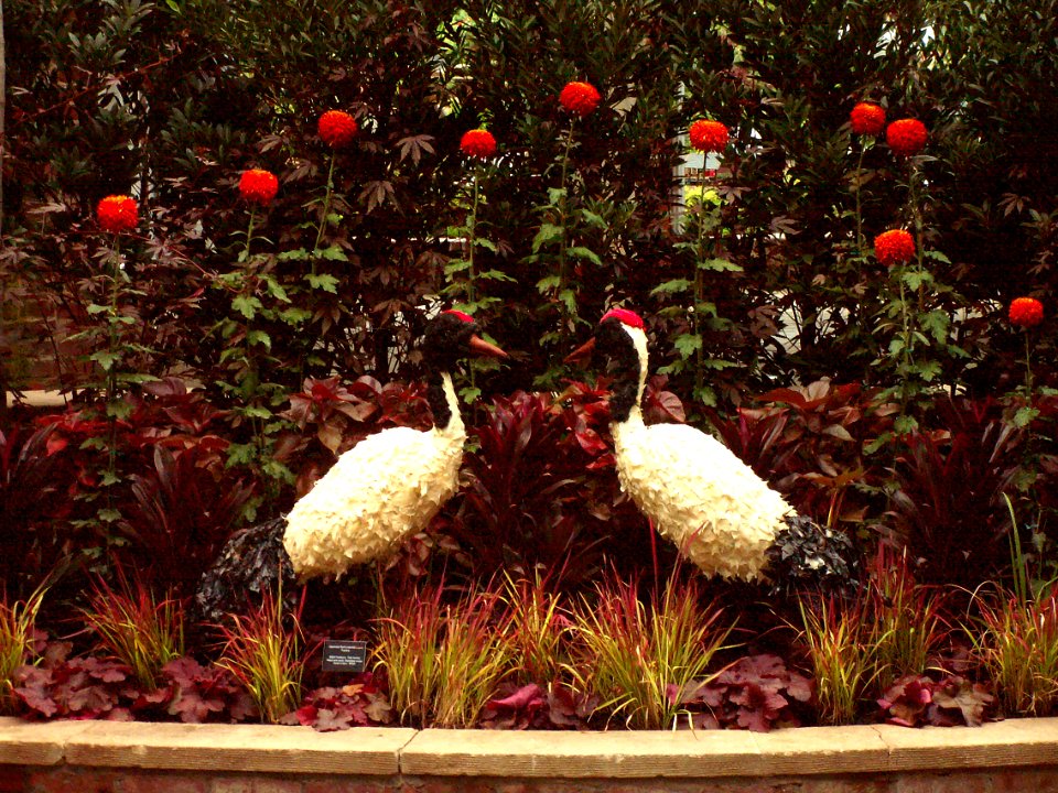 Phipps Conservatory Palm House, Japanese Red-Crowned Crane Topiary, 2015-10-24, 01