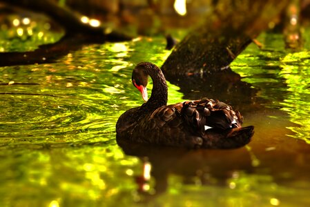 Animal bird water bird