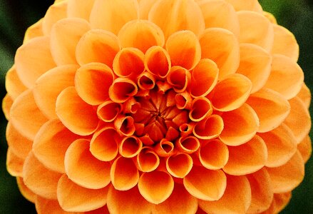 Asteraceae flower garden ornamental flower