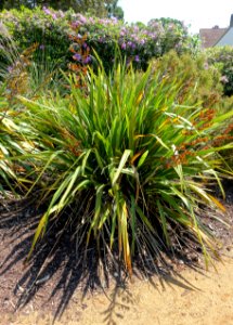 Phormium colensoi (Phormium cookianum) - Savill Garden - Windsor Great Park, England - DSC06002