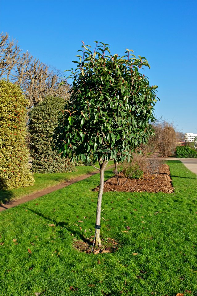 Photinia serratifolia JdP