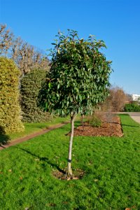 Photinia serratifolia JdP