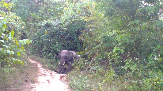 Phoe Kyar Natural Elephant Camp
