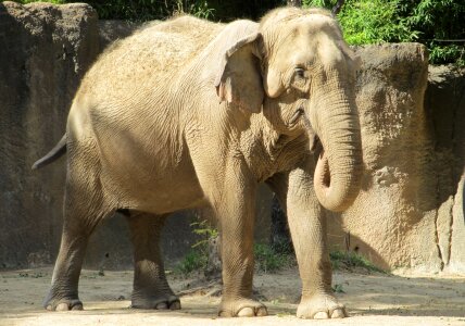 Big zoo trunk
