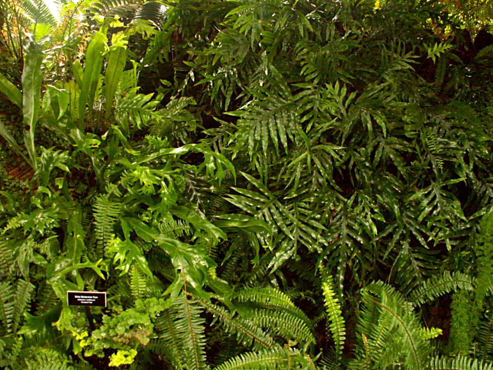 Phipps Conservatory Fern Room, 2015-10-24, 02