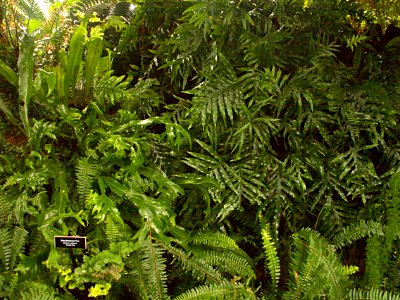 Phipps Conservatory Fern Room, 2015-10-24, 02