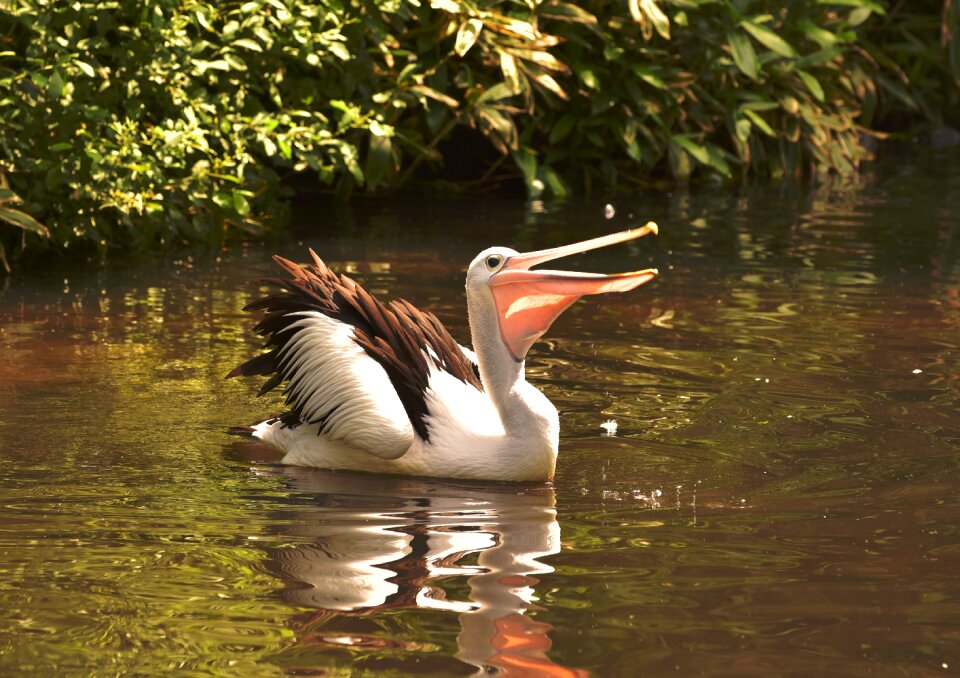 Large bird large beak