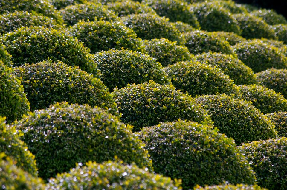 Garden bushes carved french garden