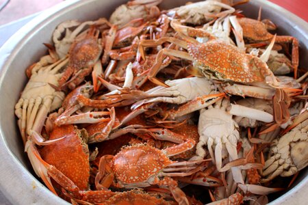 Lunch seafood meal photo