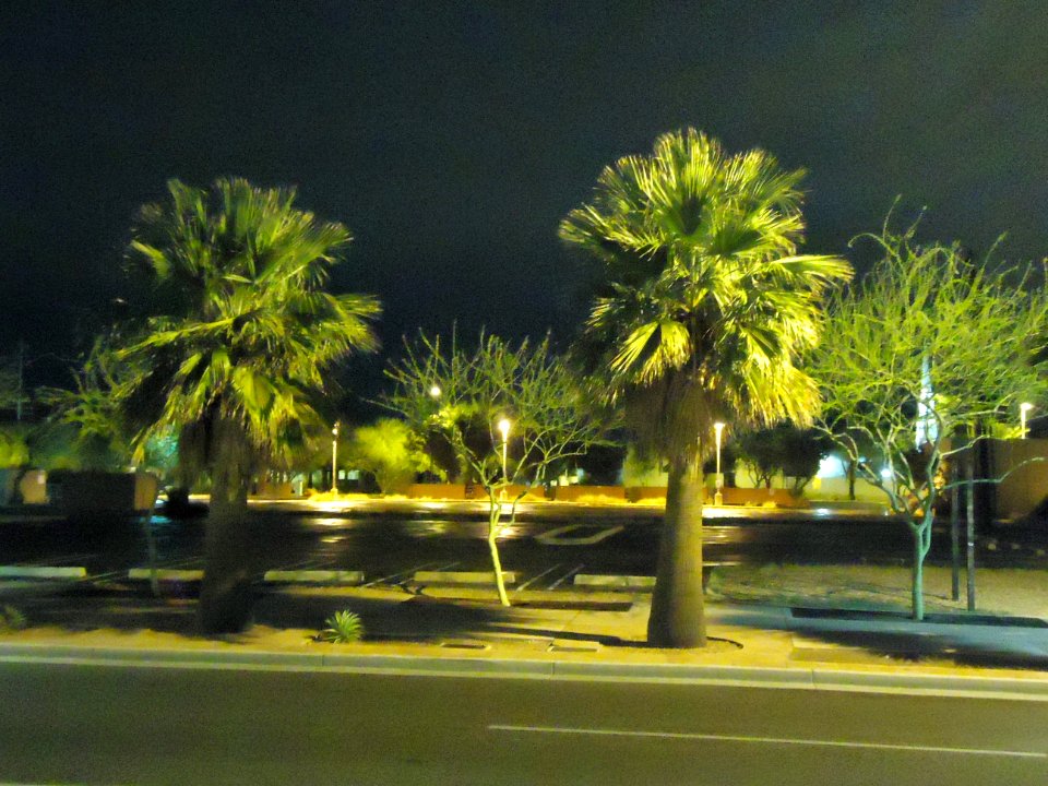 Phoenix palm trees parking lot nighttime shot