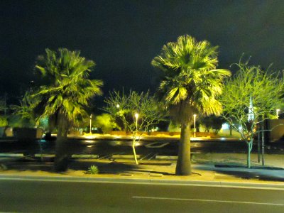 Phoenix palm trees parking lot nighttime shot