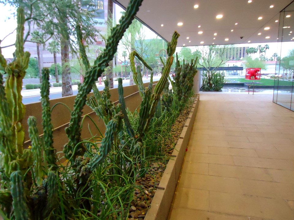 Phoenix cacti outside Phoenix Art museum main entrance