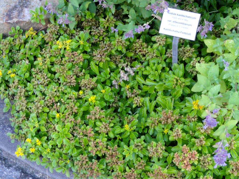 Phedimus kamtschaticus - Botanischer Garten, Frankfurt am Main - DSC02410