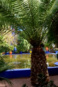 Phoenix dactylifera (jardin Majorelle)
