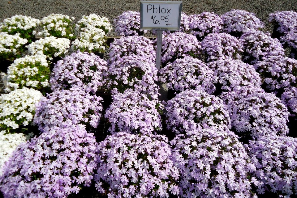 Phlox in New Jersey April