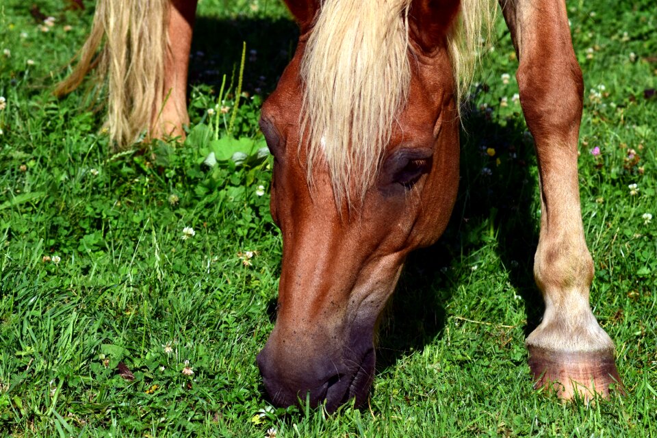 Animal nature pasture