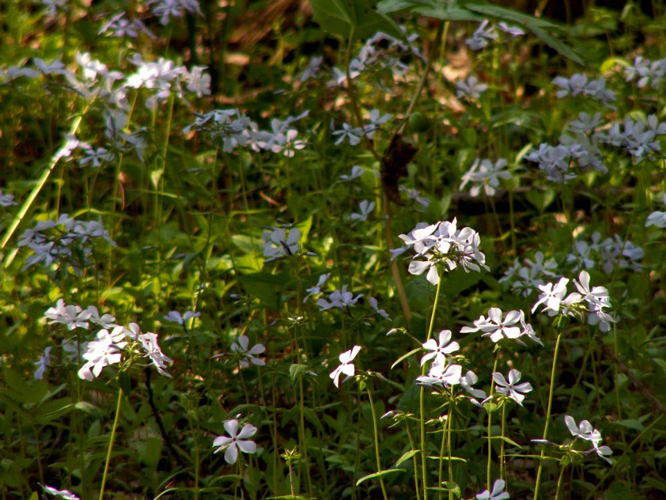 Phlox divaricata, 2015-05-06, Bird Park, 01