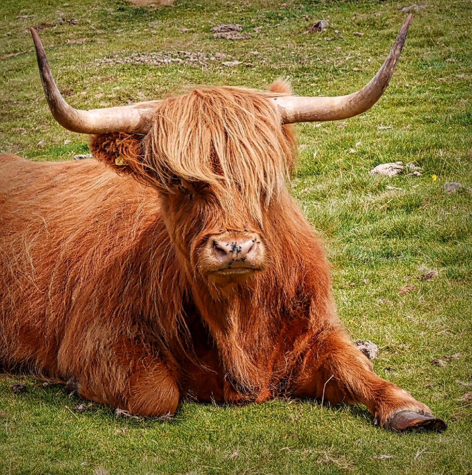 Hairy cattle nature
