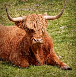 Hairy cattle nature