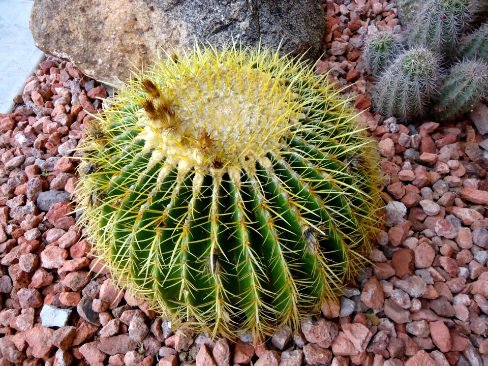 Phoenix day stay another cactus outside Residence Inn Marriott hotel