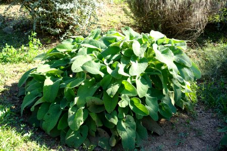 Phlomis bovei subsp. maroccana - Jardín Botánico de Barcelona - Barcelona, Spain - DSC09088
