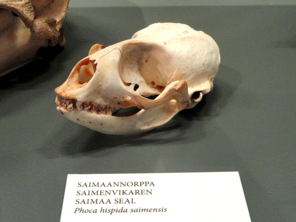 Phoca hispida saimensis skull - Finnish Museum of Natural History - DSC04521