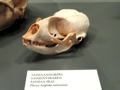 Phoca hispida saimensis skull - Finnish Museum of Natural History - DSC04521