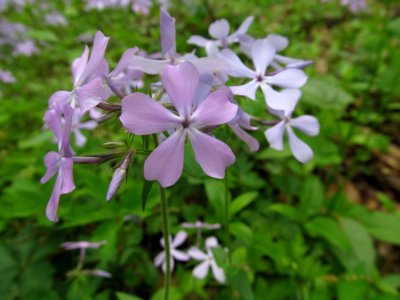 Phlox divaricata, 2021-05-06, Bird Park, 03