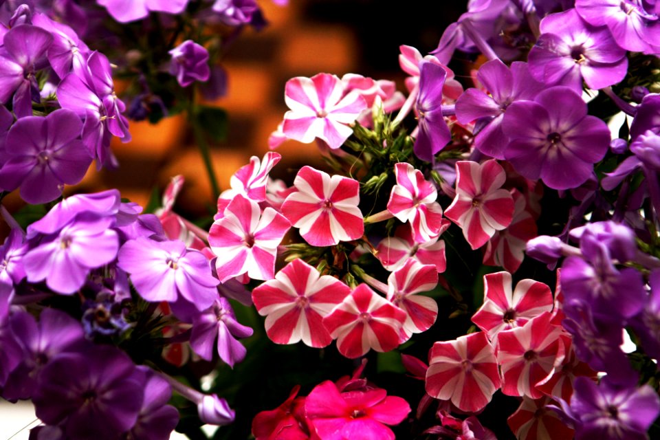 Phlox paniculata hybrids