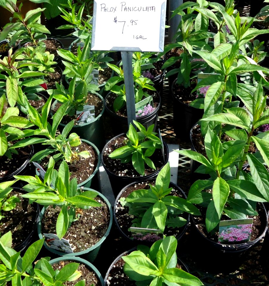 Phlox Paniculata plants growing in NJ in April