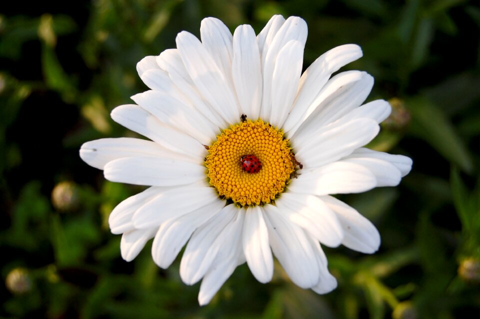 Blossom bloom ladybug