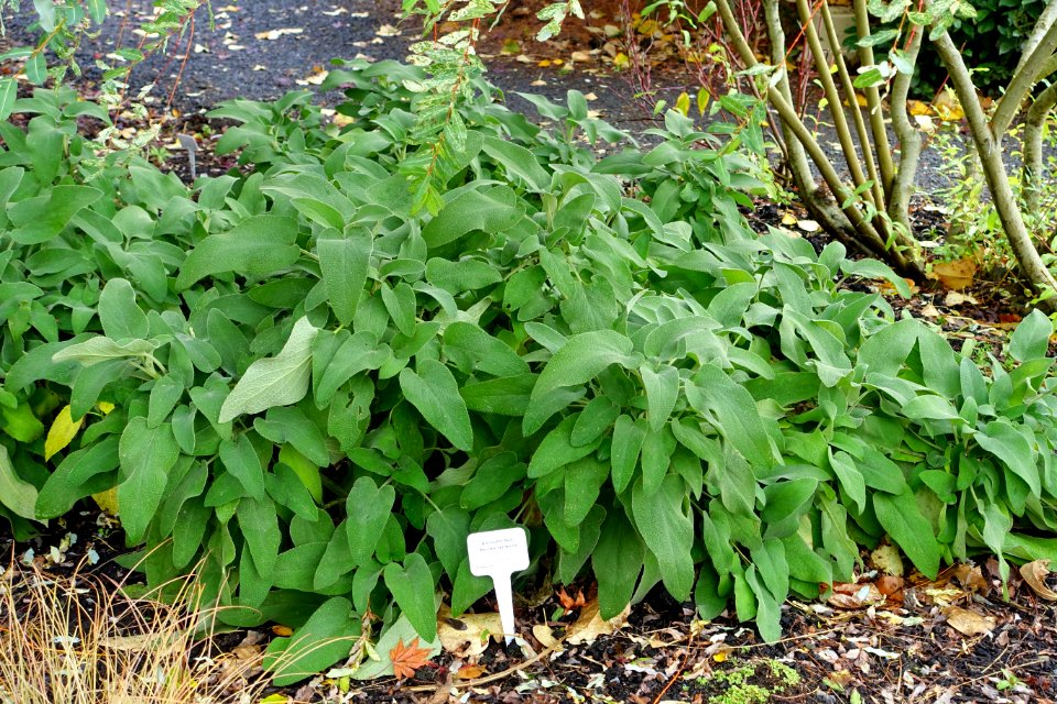 Phlomis fruticosa - Oregon Garden - Silverton, Oregon - DSC00132
