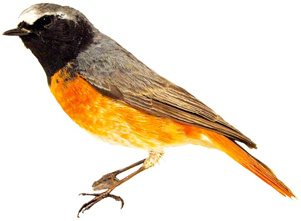 Phoenicurus-phoenicurus-Göttingen01