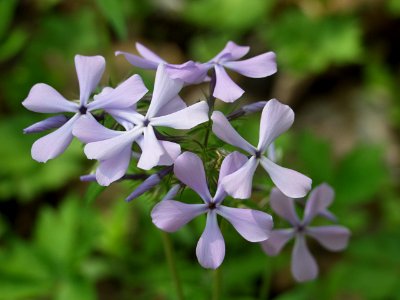 Phlox divaricata, 2015-05-06, Bird Park, 02