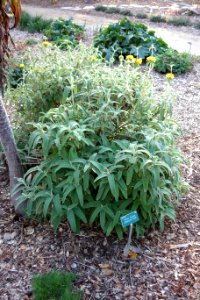 Phlomis fruticosa - San Luis Obispo Botanical Garden - DSC05886