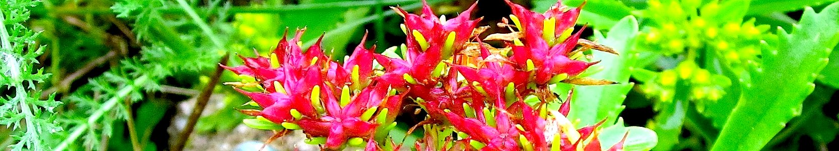 Phedimus middendorffianus. Reader