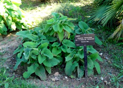 Phlomis bovei subsp. maroccana - Jardín Botánico de Barcelona - Barcelona, Spain - DSC09087