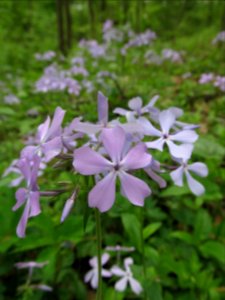Phlox divaricata, 2021-05-06, Bird Park, 04