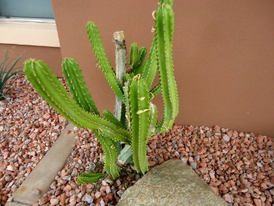 Phoenix cactus at Residence Inn Marriott Hotel
