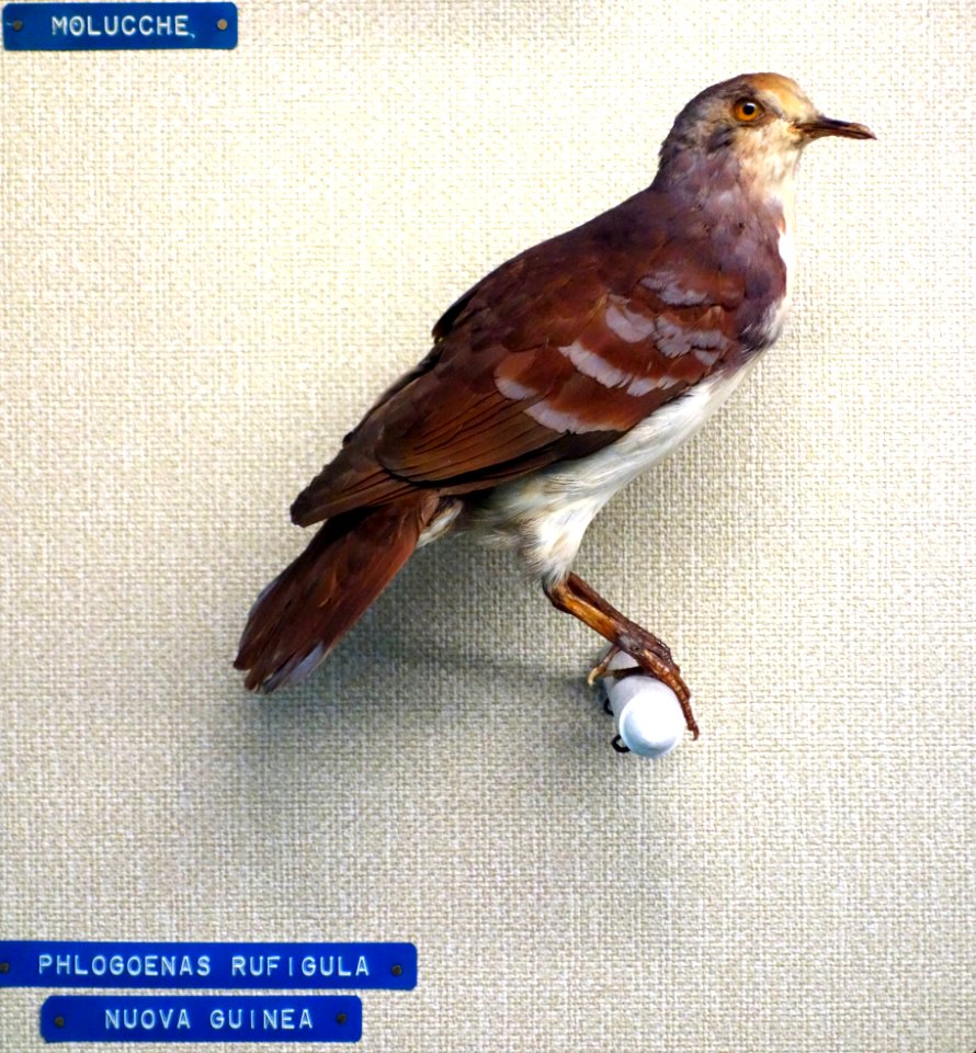 Phlogoenas rufigula - Museo Civico di Storia Naturale Giacomo Doria - Genoa, Italy - DSC03162