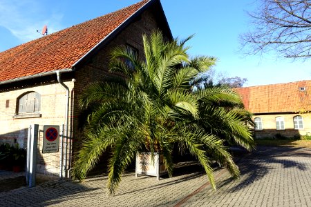 Phoenix canariensis - Botanischer Garten Braunschweig - Braunschweig, Germany - DSC04306