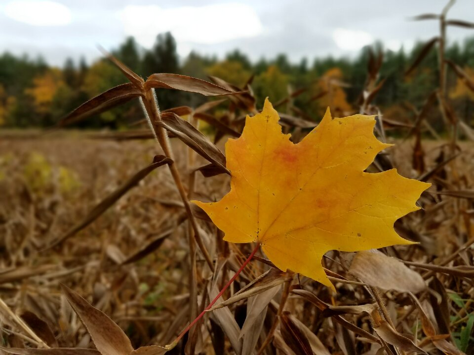 Nature leaf fall