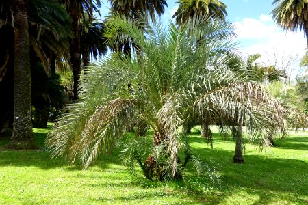 Phoenix atlantica - Orto botanico - Rome, Italy - DSC00304