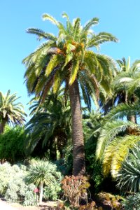 Phoenix canariensis - Jardín Botánico de Barcelona - Barcelona, Spain - DSC09069
