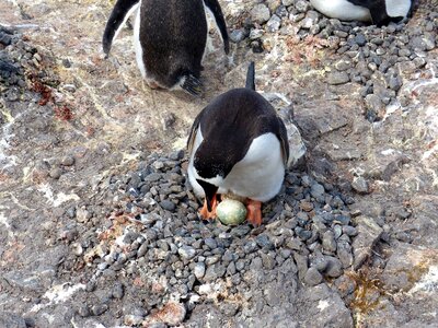 Egg nest pebbles photo