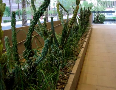 Phoenix Museum of Art outdoor cacti and walkway