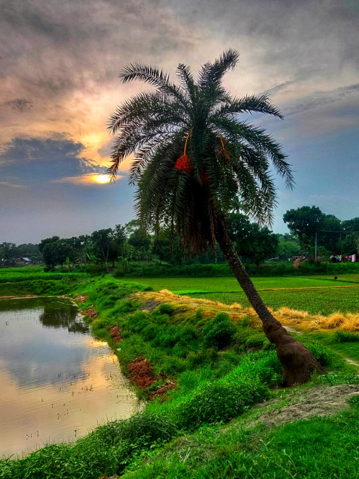 Phoenix dactylifera - Date palm 