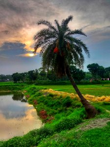 Phoenix dactylifera - Date palm 