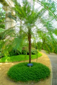Phoenix roebelenii - Laeken Royal Greenhouses - Royal Castle of Laeken - Brussels, Belgium - DSC07486